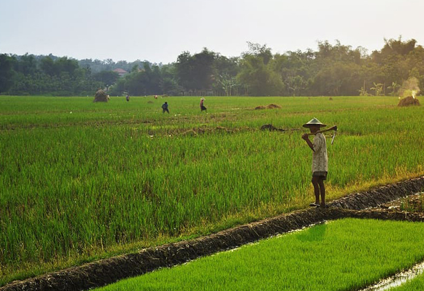 Damage Caused by “Green Revolution” Agriculture